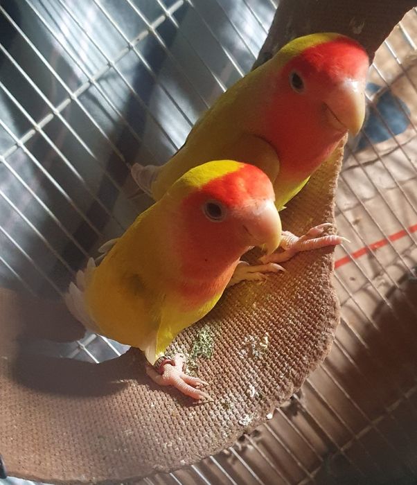 Lindo Roseicolli criado à mão