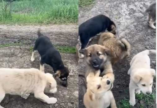 щенки 2 месяца ищут срочно дом