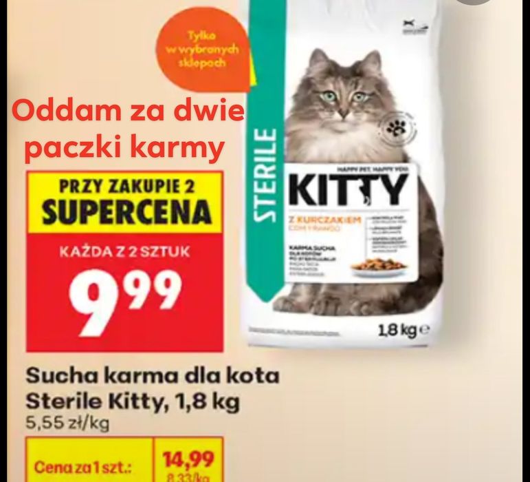 Kotka po brytyjczyku. Oddam