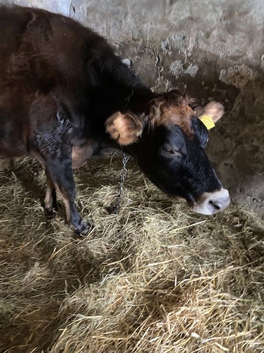 Джерсей  Джерсейска порода