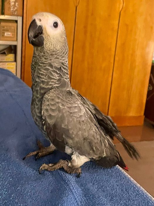 Papagaio cinzento