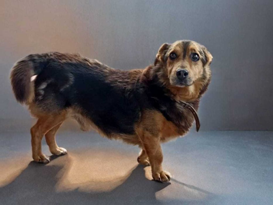 KUBA - około 11 letni pies