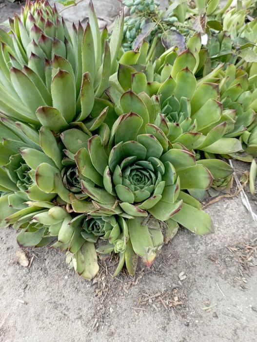 Rojnik murowy sadzonki