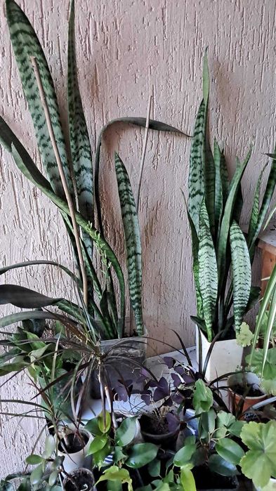 кімнатні  квіти  Сансевієрія 3 види