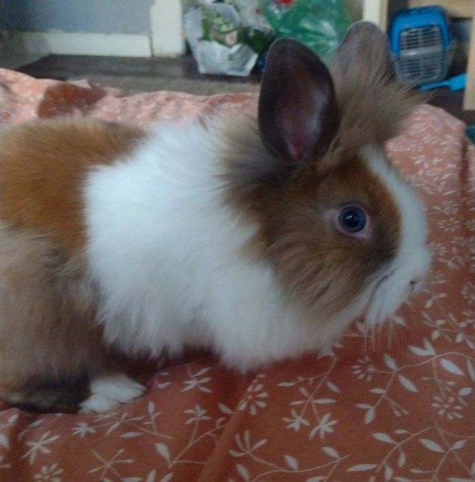 Karzełek Teddy samiczka