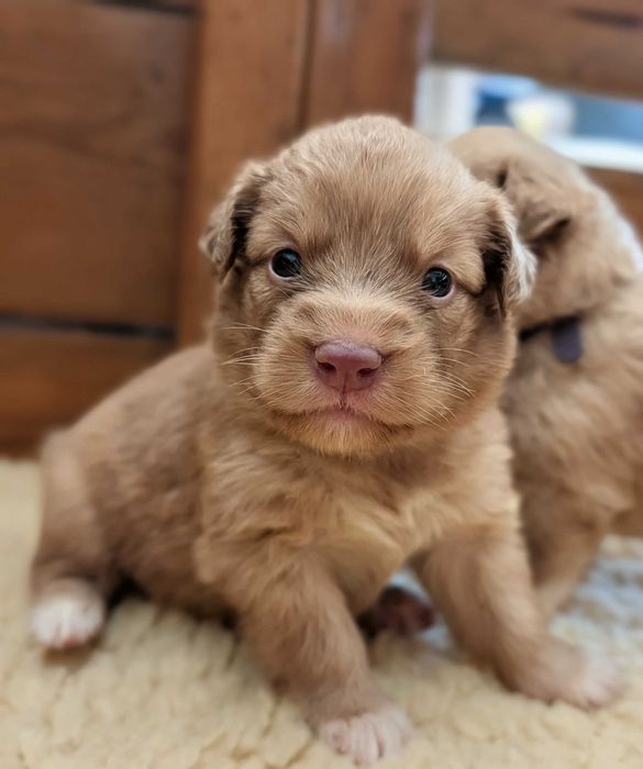 Szczenię Nova Scotia Duck Tolling Retriever