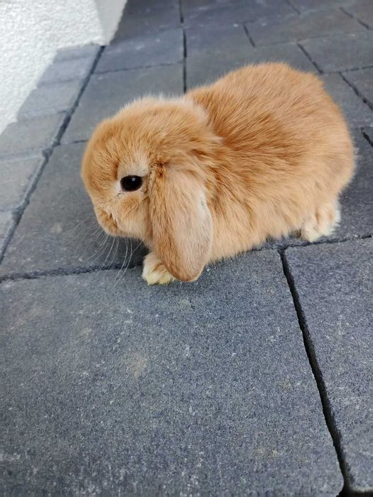 Królik rudy Baranek mini lop