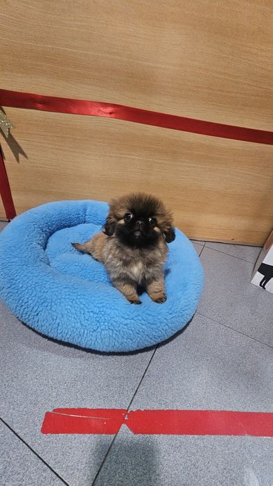 Pequinês fêmea pura