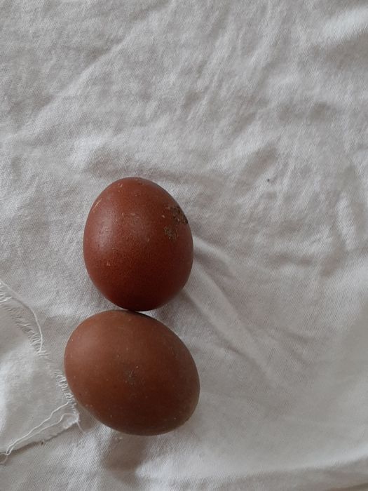 Vendo Marans de varias idades