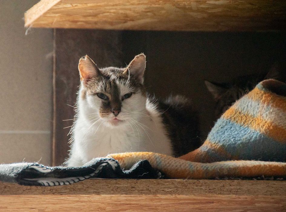 Sucharek-Kotek szuka domu