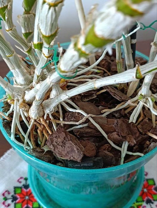 Орхидея Дендробиум  и Олеандр куст.