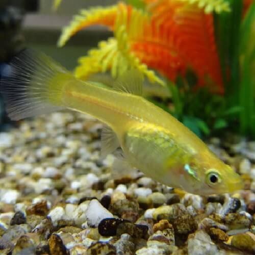 Продам гуппі ендлера