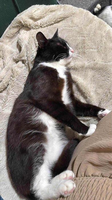 Wpatrzony w czlowieka Pandus czeka na dom