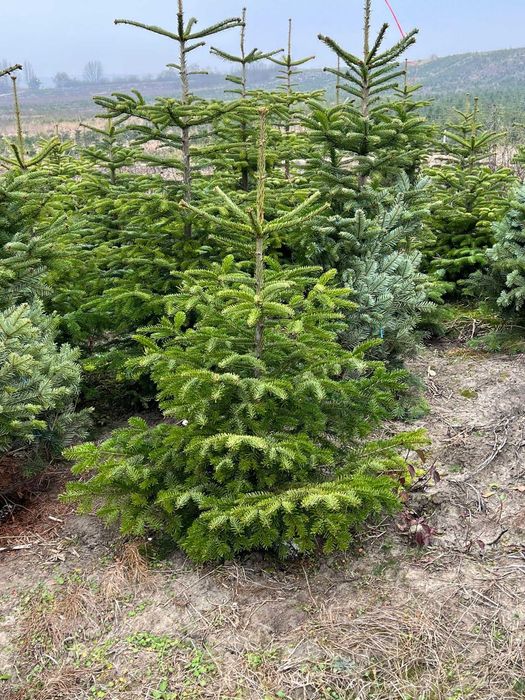 Jodła Kaukaska 140cm-200cm Donica Bytom NASZ TRANS SPRZEDAŻ ONLINE