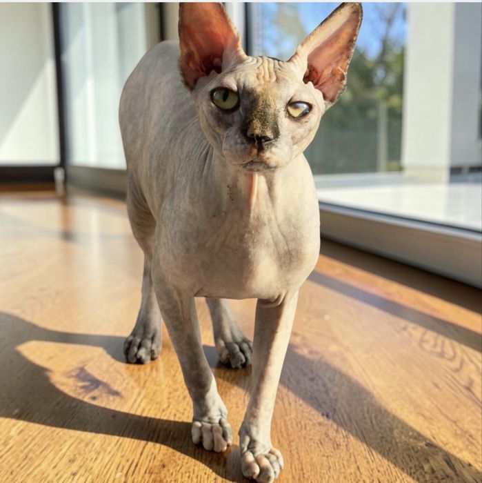 Gatinha Sphynx com um ano e meio