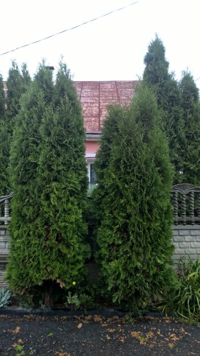 Продам Туї 4 шт. Самовивіз
