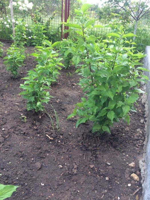 Продам саженцы кизила