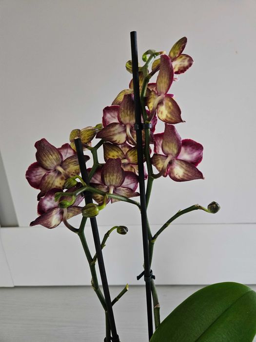 Орхидея Клубничный пирог (Phalaenopsis Strawberry Cake) .