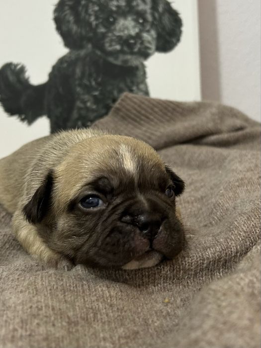 Bulldog frances Menina