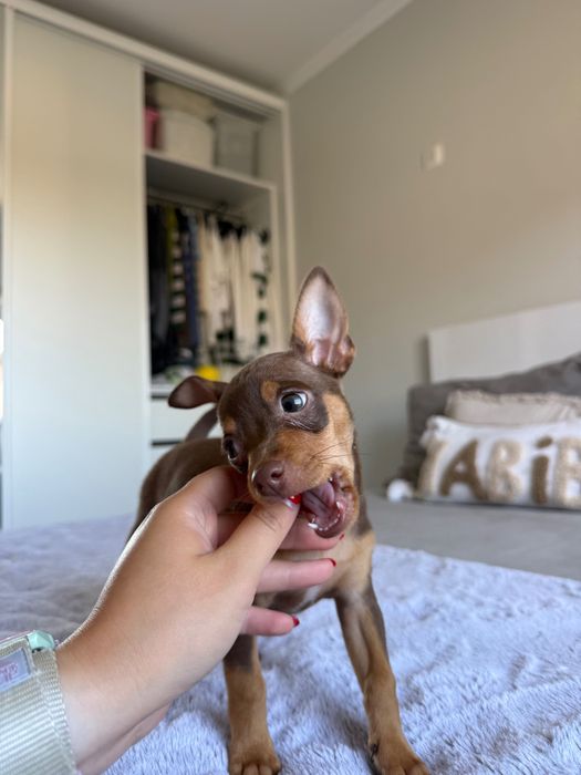 Brown Puppy Macho