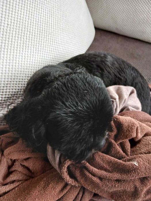 Shih tzu COSMO Ozorków