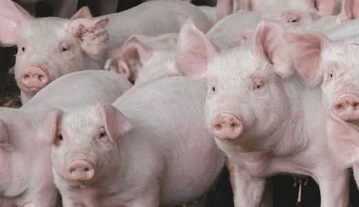 Свинні живою вагою