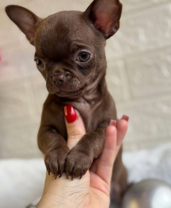 Хлопчик Чихуахуа шоколадний