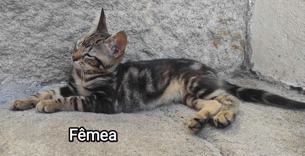 Gatinhos super meigos e brincalhões para adoção responsável!