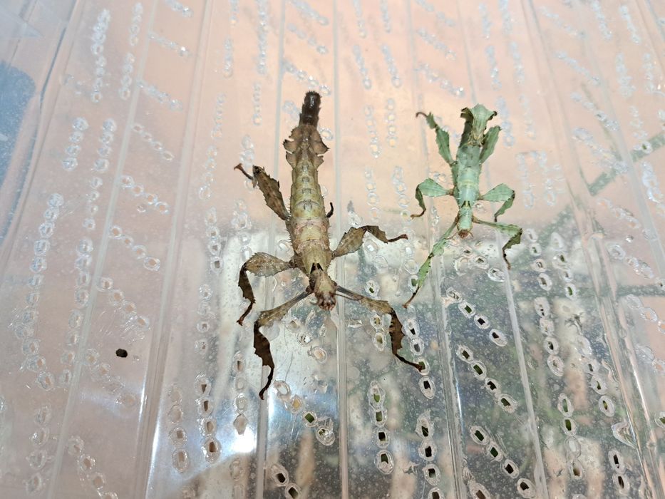Straszyk australijski / Extatosoma tiaratum