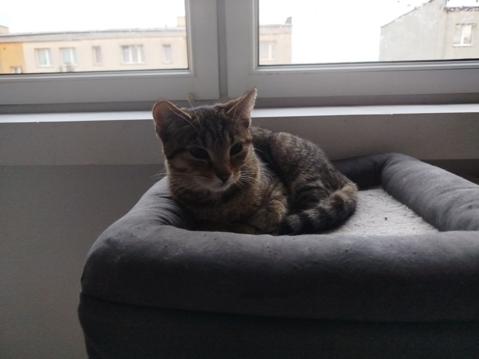 Urocza kotka do adopcji