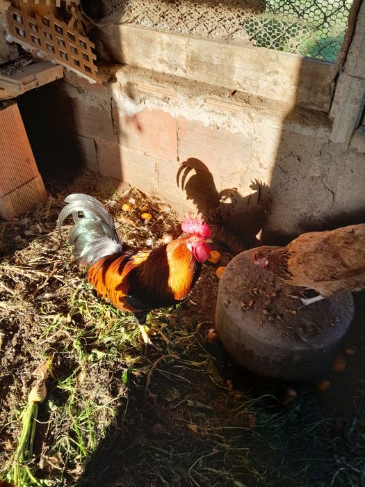 Cokichos de raça pequenas também ovos de faisão galados