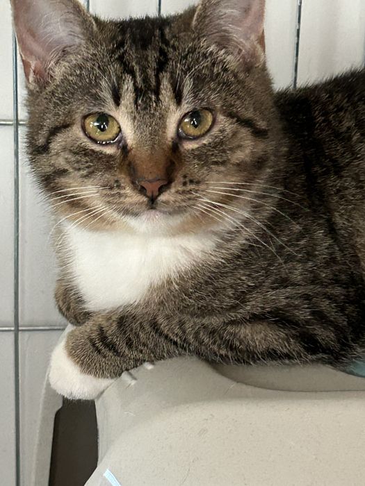 Uratowana kotka potrzebuje domu