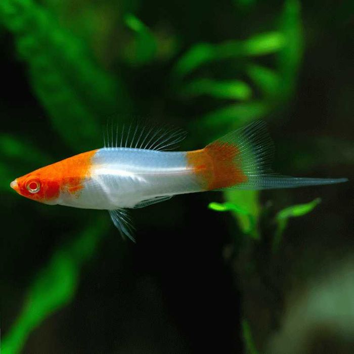 Mieczyk KOI - biało czerwony - polska hodowla