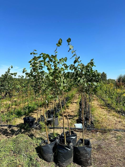 Липа європейська Палліда 1,6-2м