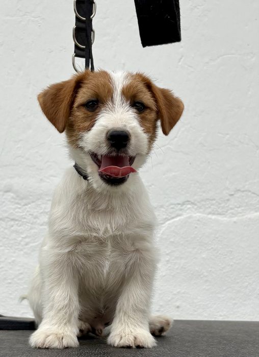 Jack Russell Terrier Broken c/Pedigree e Afixo de criador