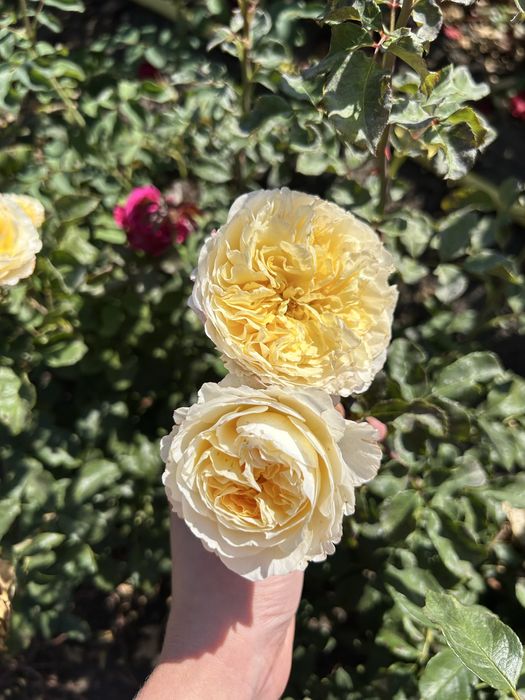 Набір троянд, 10 різних сортів 500грн