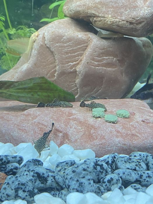 Продам сомів анциструсів