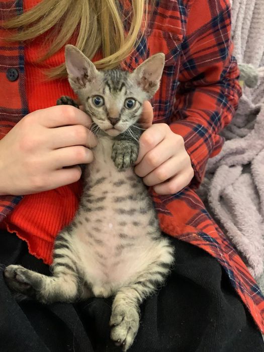 Донской сфинкс браш