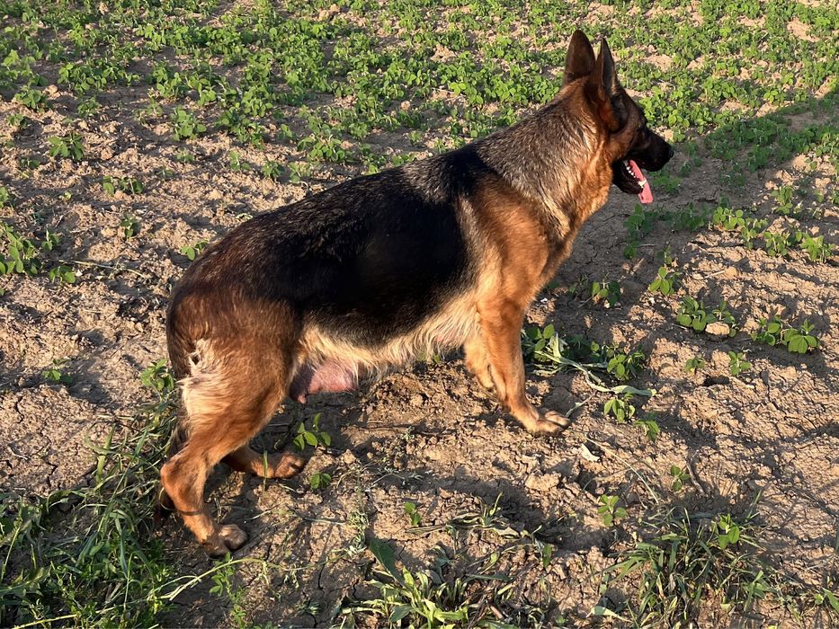 В розпліднику німецьких вівчарок є цуценята