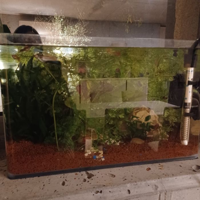 Aquário de 30litros com peixes e plantas para venda