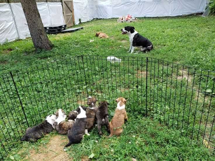 Клетка 180х60х76 манеж с дверкой  8-секций клітка для щенков собак