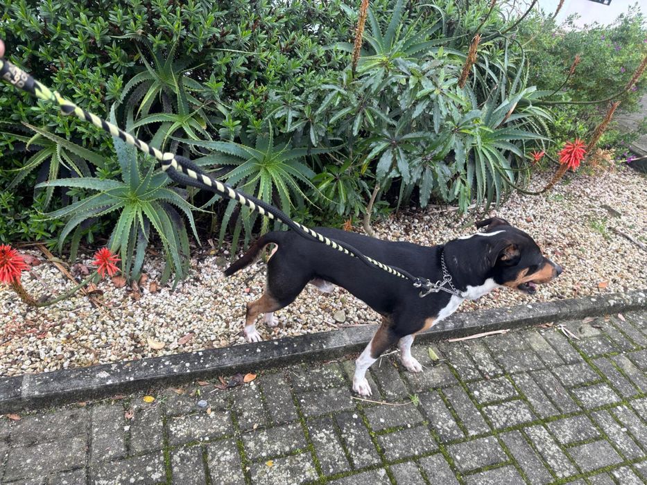 Cão Amstaff para adoçao responsável