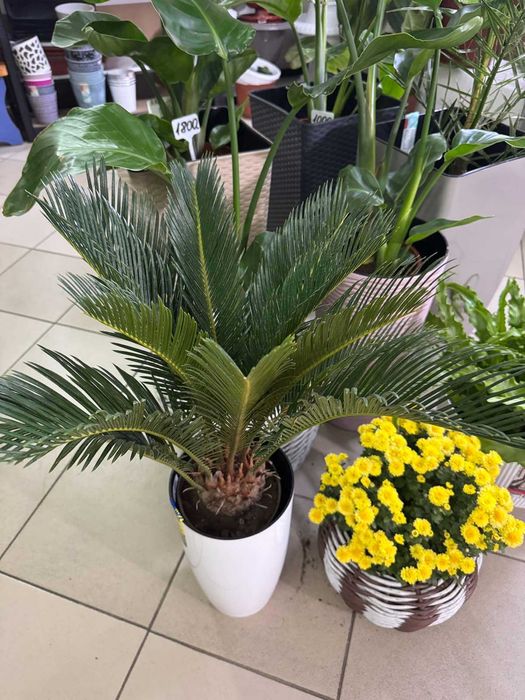 Квіти для колекціонерів.Цикас.