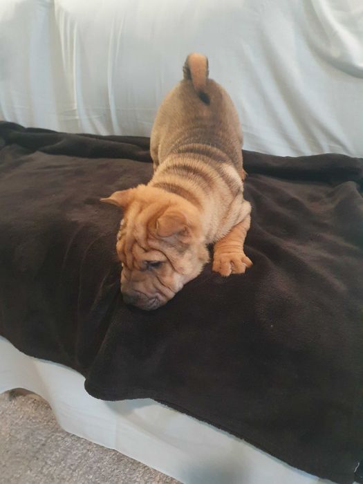 Venda de shar-pei