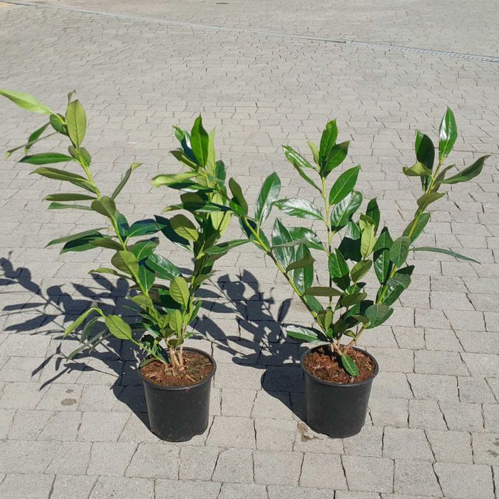 Laurowiśnia wschodnia! Do 200 cm! Caucasica! Novita! Sadzimy! Dowóz!