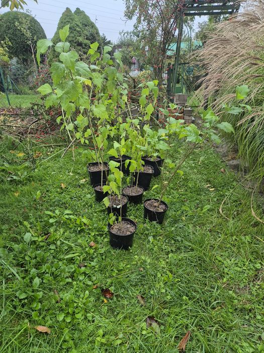 Hibiskus sadzonki hibiskusa
