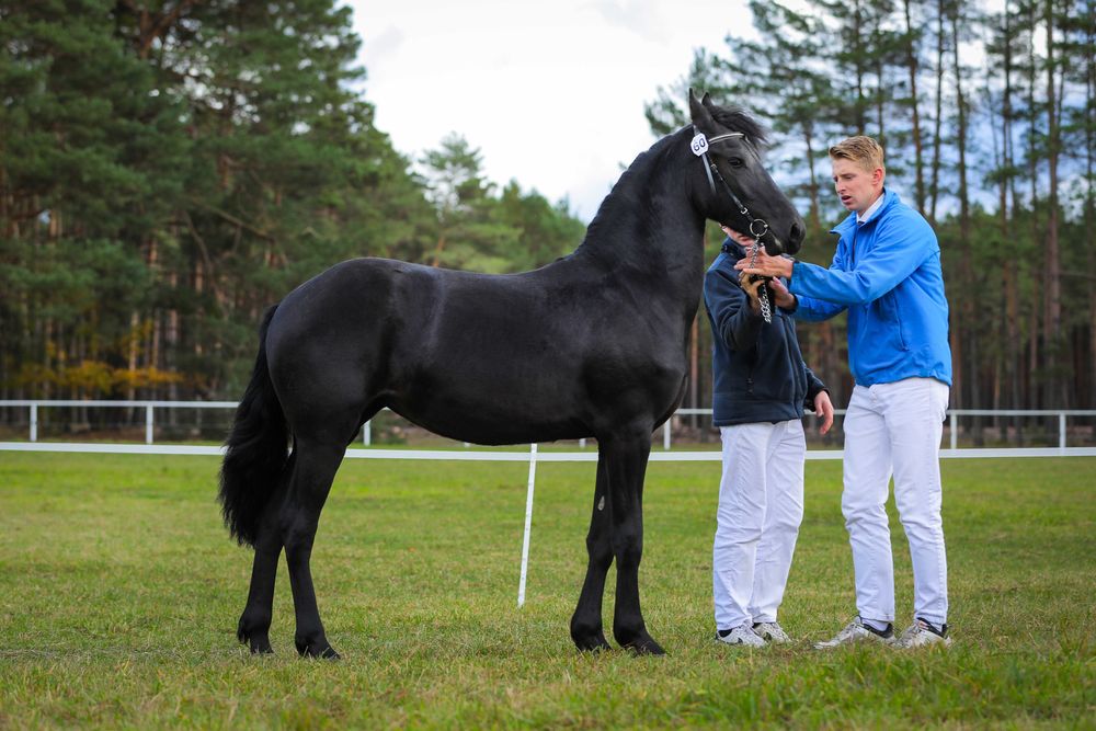 Klacz Fryzyjska - Carrera R. Imperial Stable
