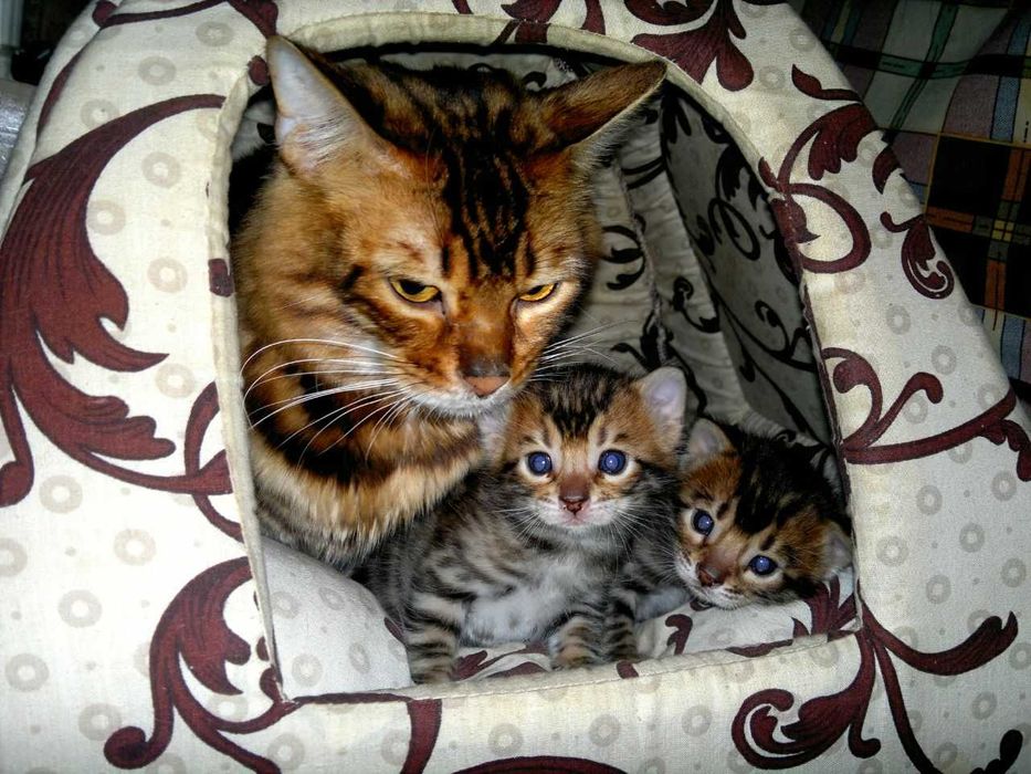Яскраві бенгальські клубні кошенятка