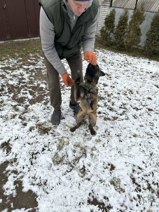 Бельгійська вівчарка