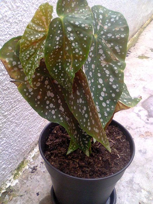 Begónia chuva de prata